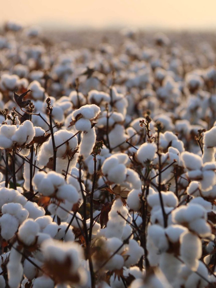 gots certified cotton